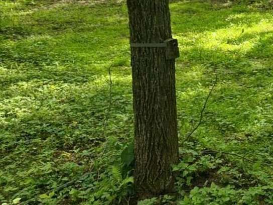 A tree trunk in the middle of a lush green field.