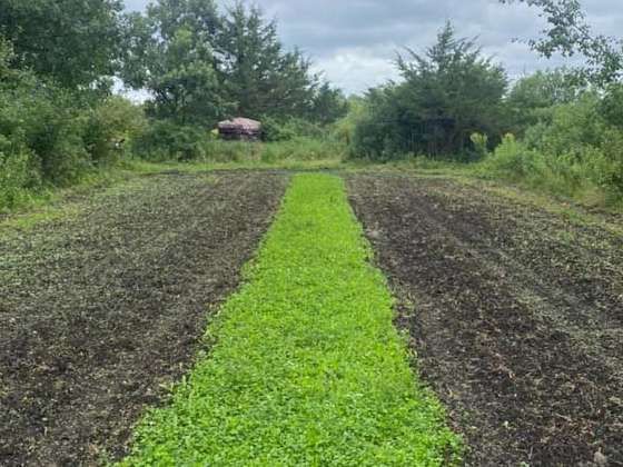 A row of green plants growing in a field.