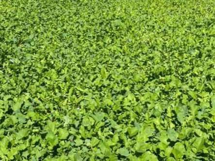 A field of green plants with lots of leaves