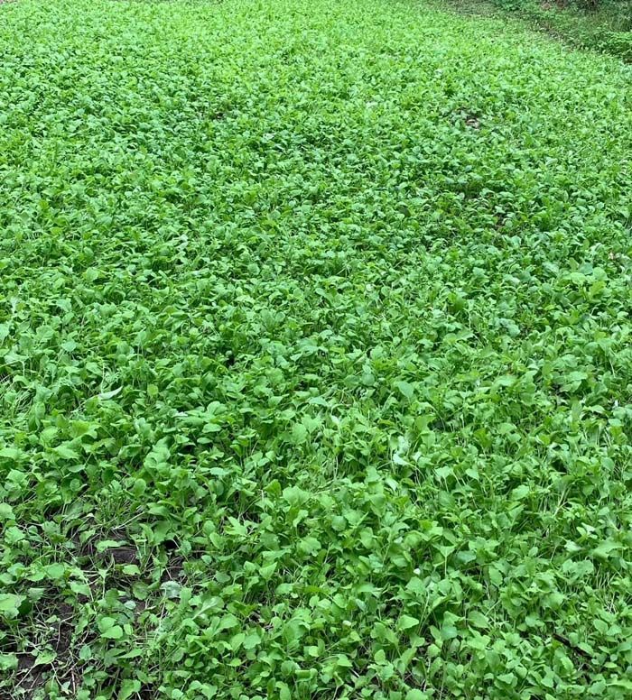 A field of green plants growing in the dirt.