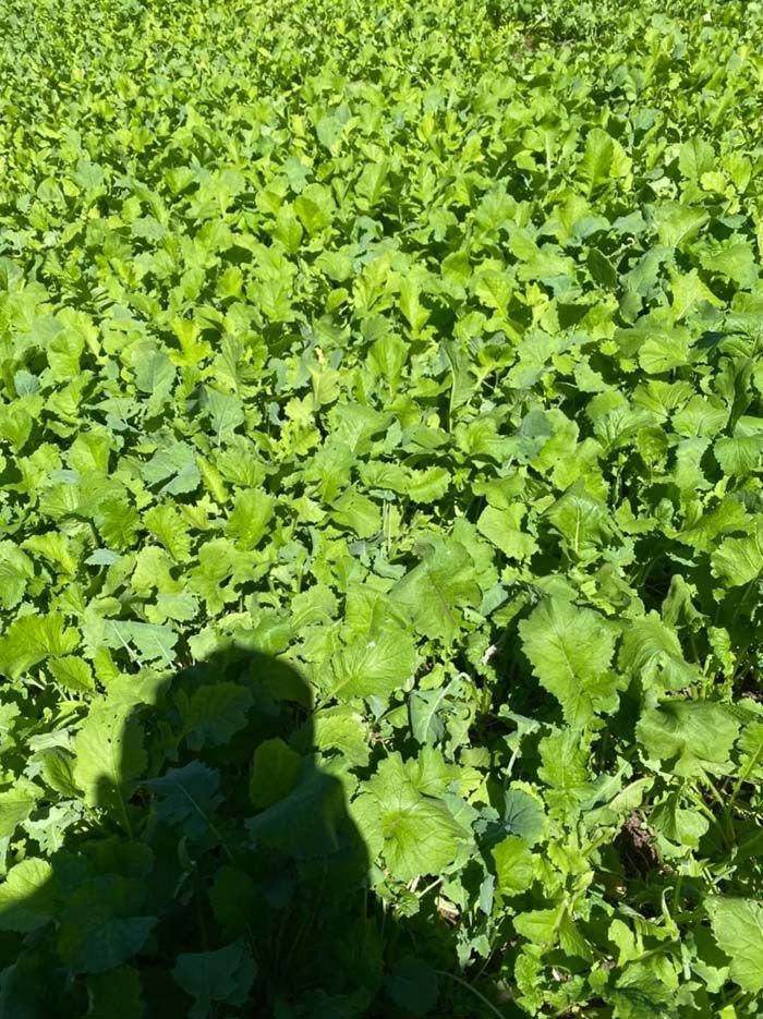 A field of green plants with a person 's shadow on the ground.