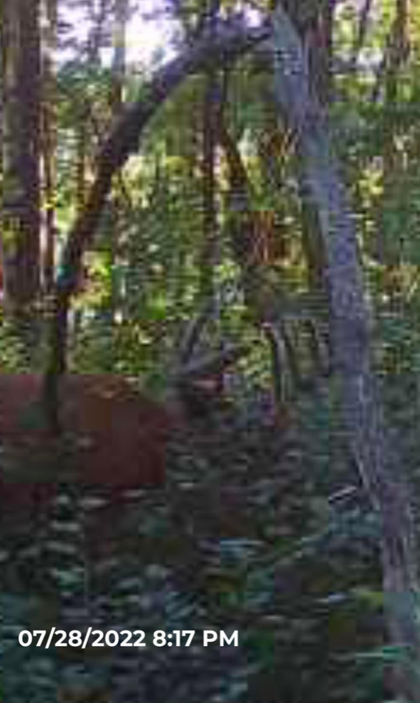 Deer Hunting Grounds