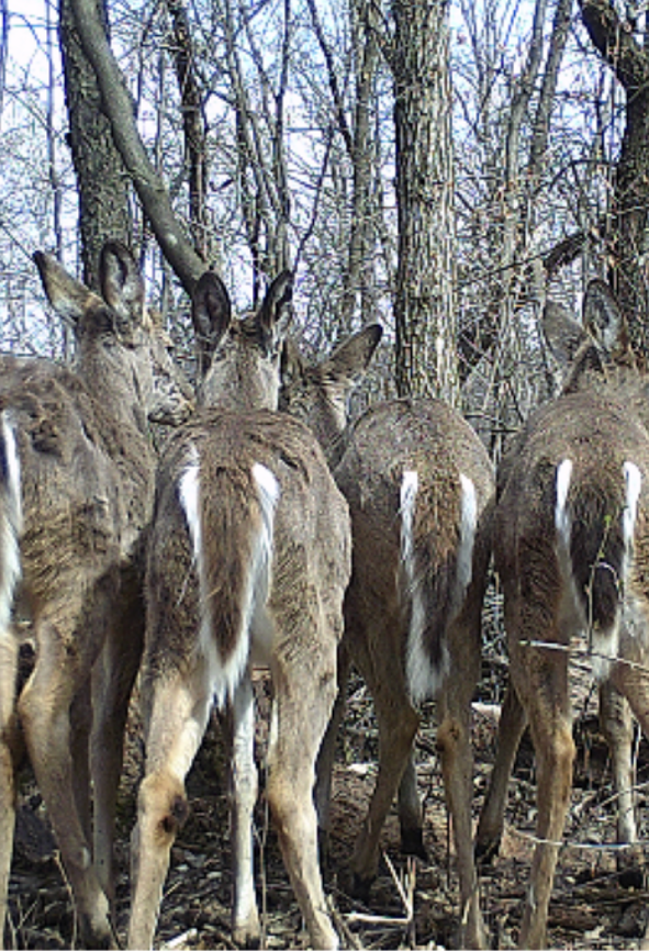 A herd of deer standing next to each other in the woods