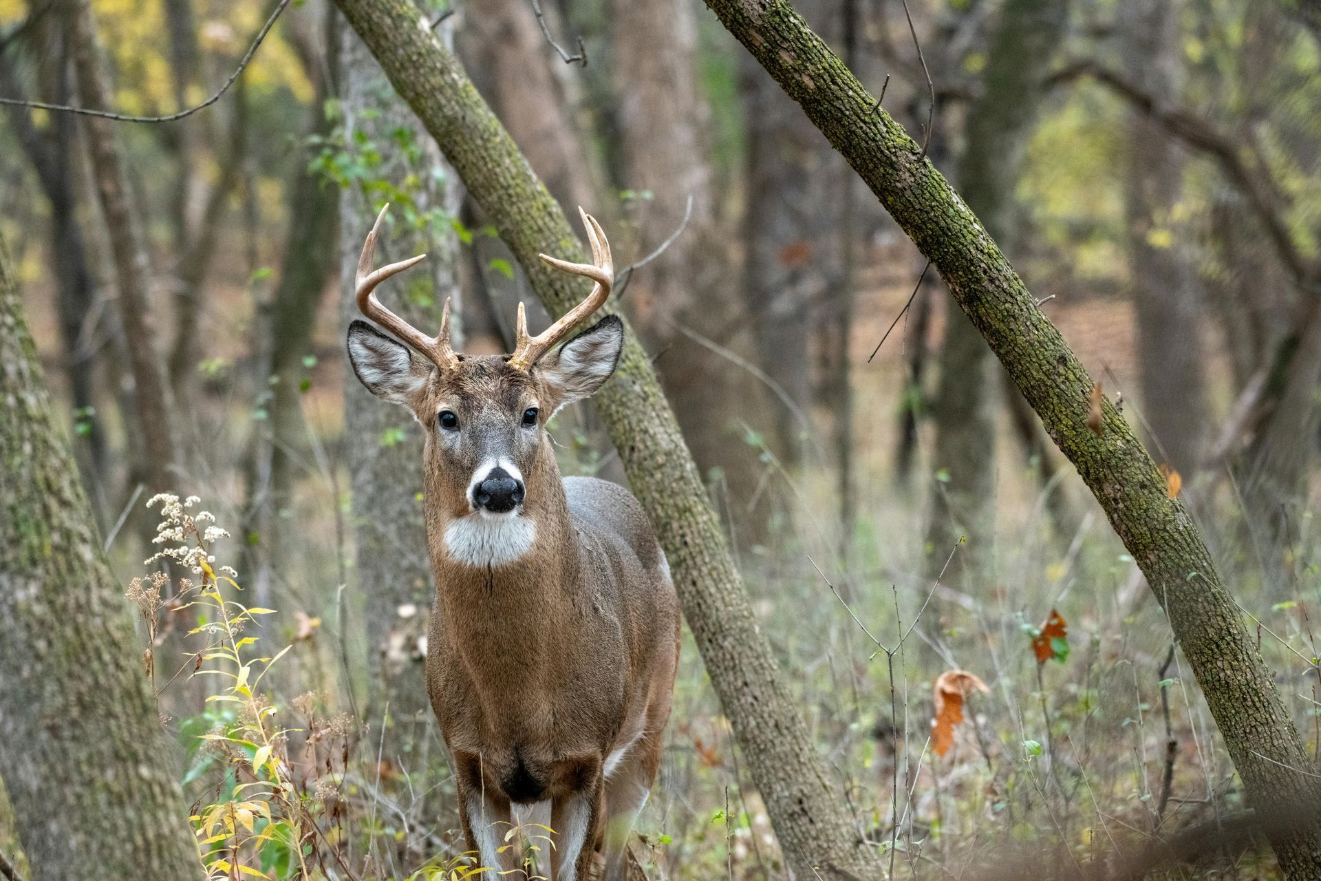 Hunting Deer