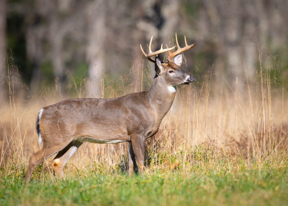 Hunting Deer