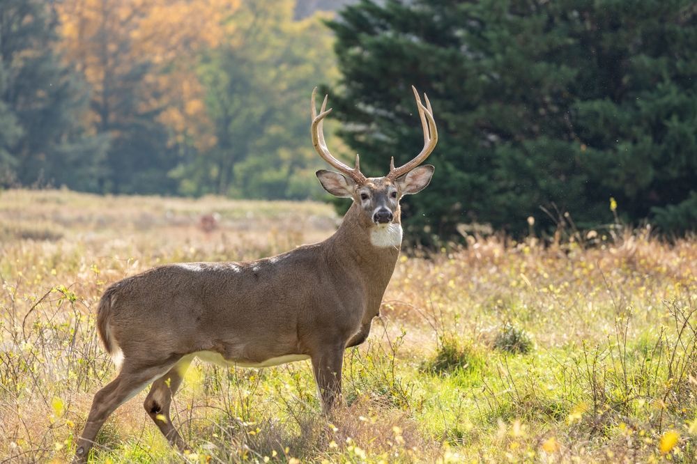 Deer Scent