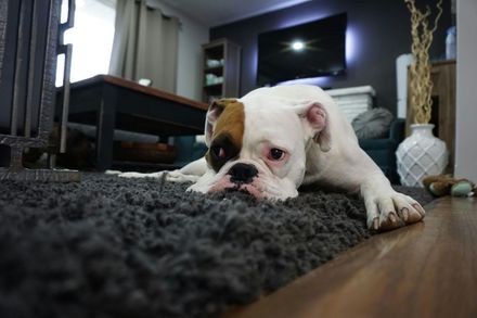 White and brown Boxer dog lounging on a grey rug in a living room.