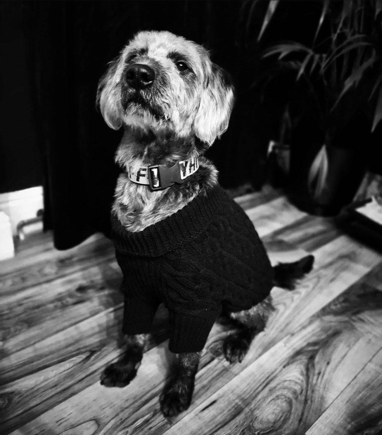 A black and white photo of a dog wearing a black sweater