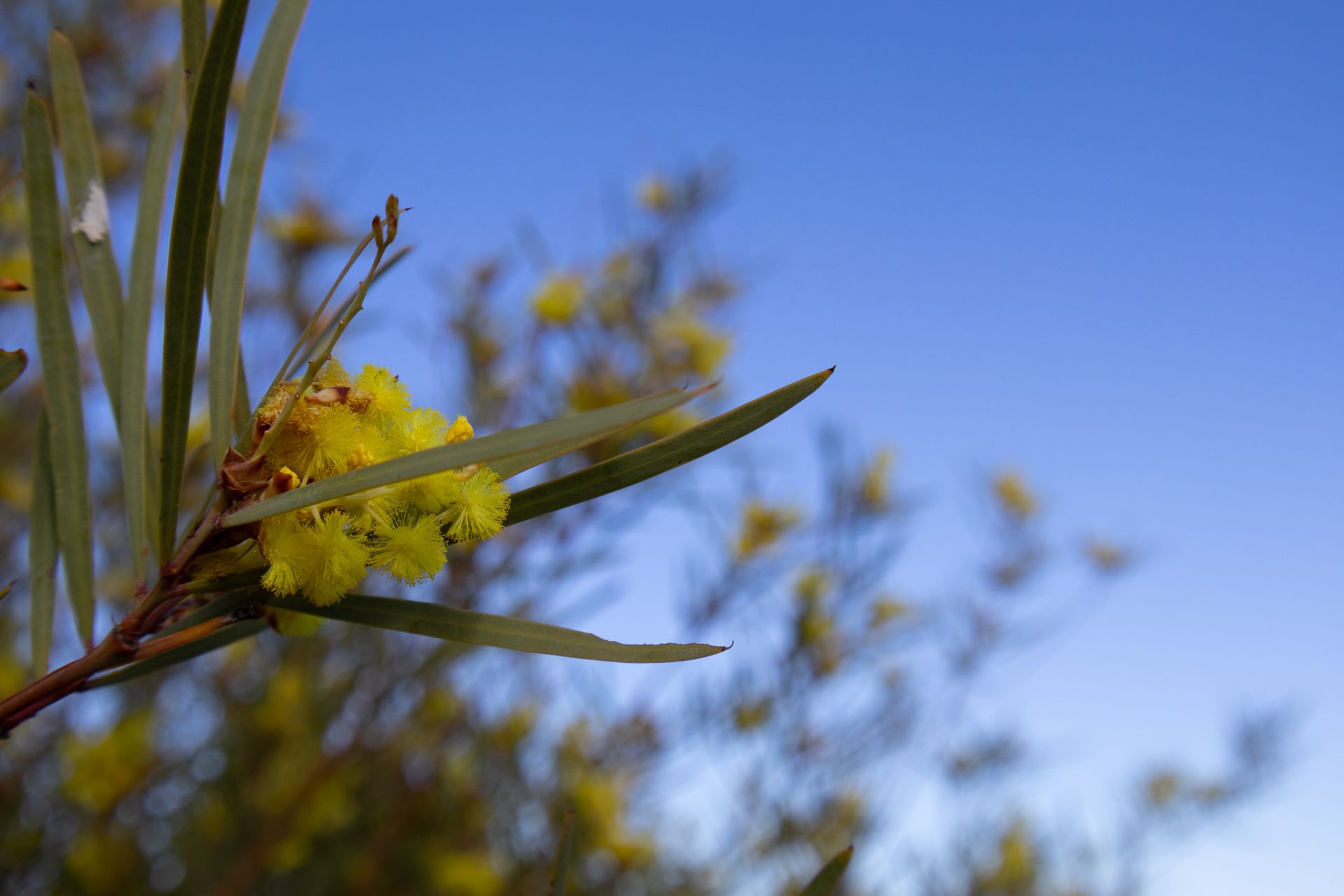 Close-up of yellow wattle flowers and green leaves against a blurred background of blue sky and more yellow flowers.