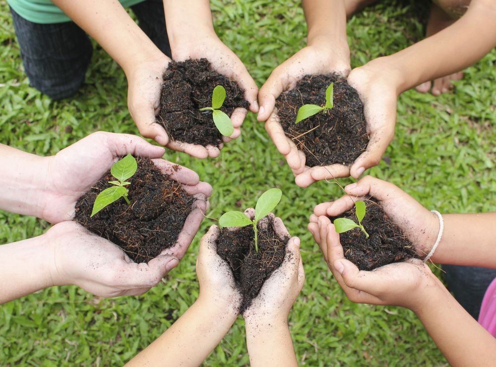 Hands Holding Soil With Seedlings — Laurieton Landscape Supplies In Laurieton, NSW