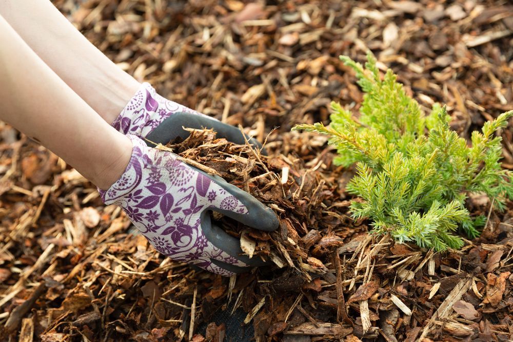 A pair of hands in floral gloves spreads wood mulch around a small, bright green plant in a garden — Laurieton Landscape Supplies In Kew, NSW