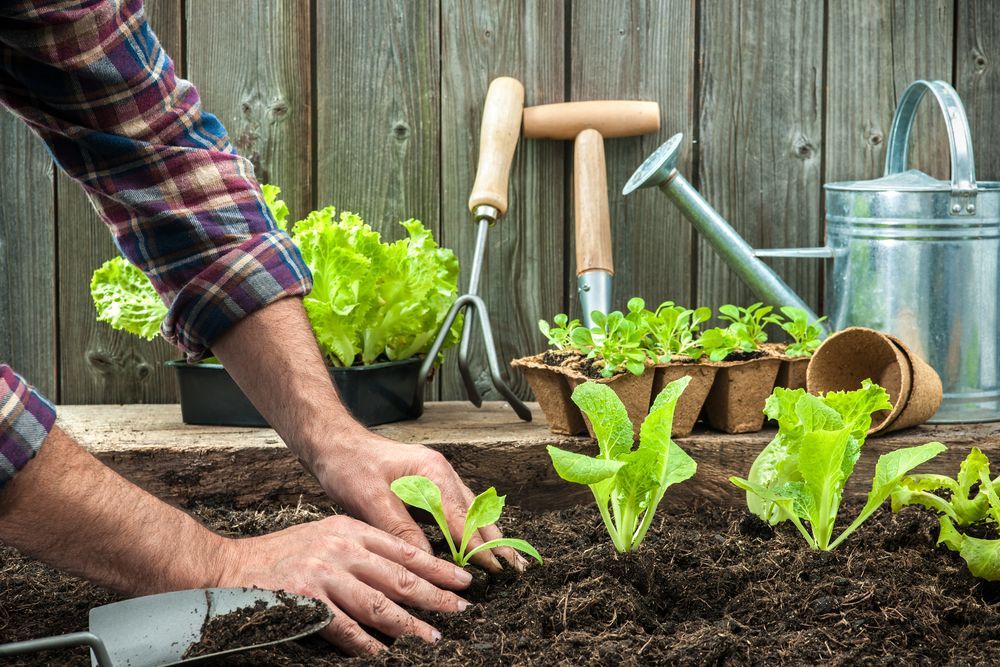 Person Planting Lettuce Seedlings in a Garden — Laurieton Landscape Supplies In Harrington, NSW