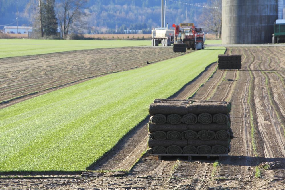 Green Turf Being Harvested in a Field  — Laurieton Landscape Supplies In Wauchope, NSW