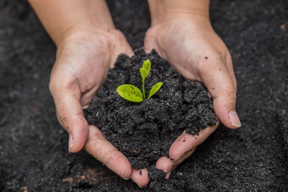 Hands Cupped, Holding Dark Soil and a Small Green Plant  — Laurieton Landscape Supplies In Kew, NSW