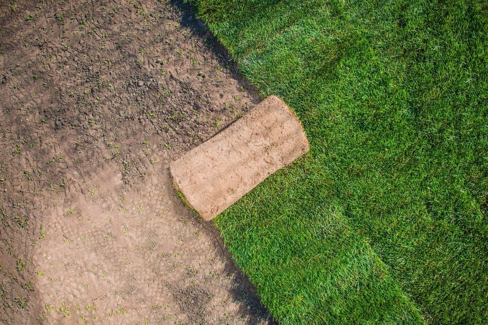 Roll of Sod on Brown Dirt Beside Freshly Laid Green Sod  — Laurieton Landscape Supplies In Kew, NSW