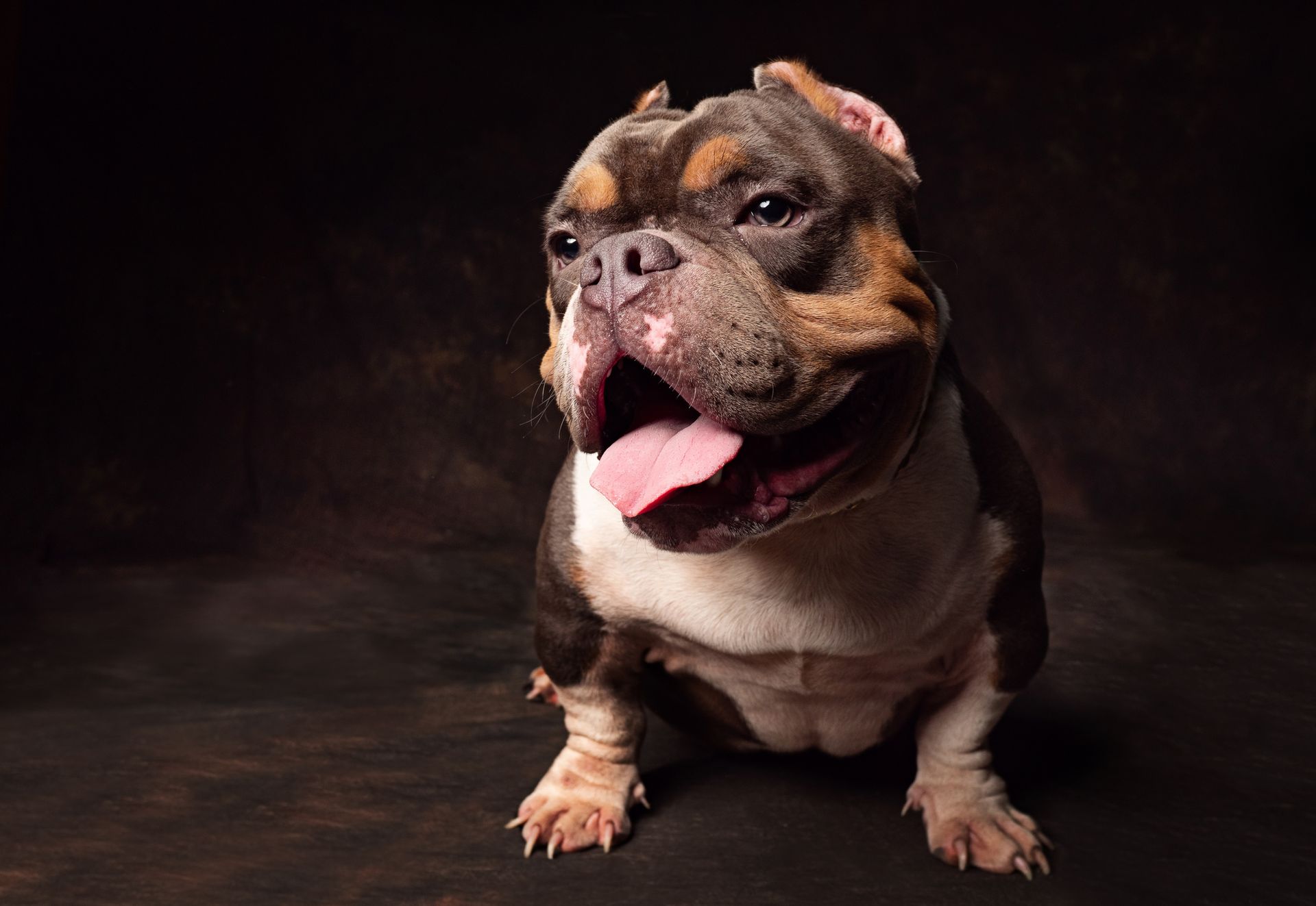 A puppy - Columbus, OH - Oakland Park Animal Hospital