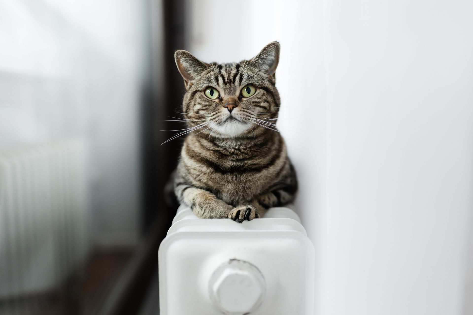 A cat sitting - Columbus, OH - Oakland Park Animal Hospital