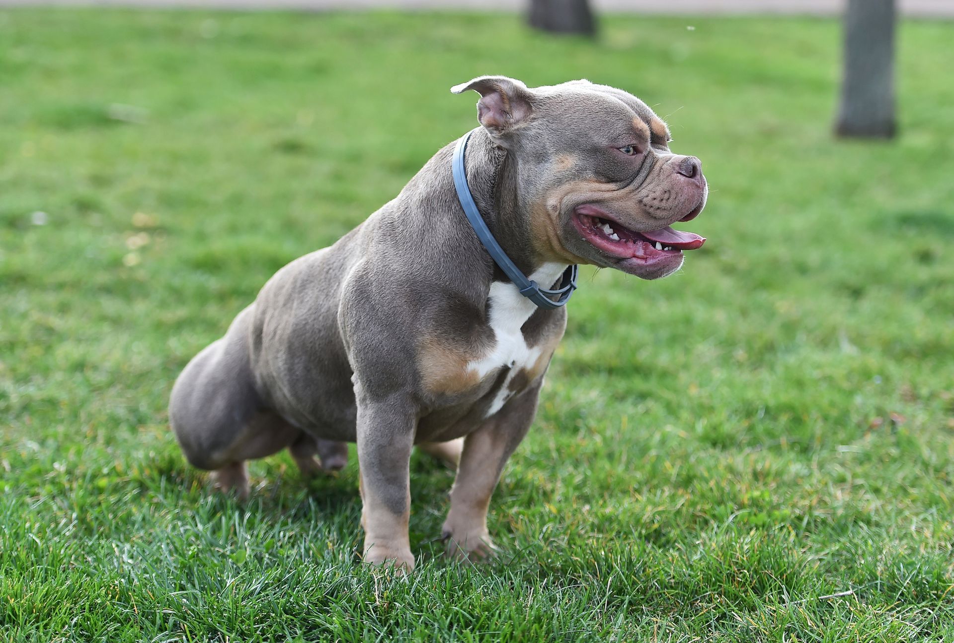American bully - Columbus, OH - Oakland Park Animal Hospital