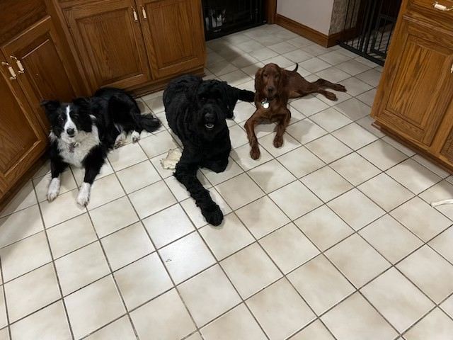 Three Dogs Are Laying On A Tiled Floor — Columbus, OH — Oakland Park Animal Hospital