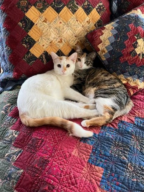 Two Cats Are Laying On A Quilt On A Couch — Columbus, OH — Oakland Park Animal Hospital