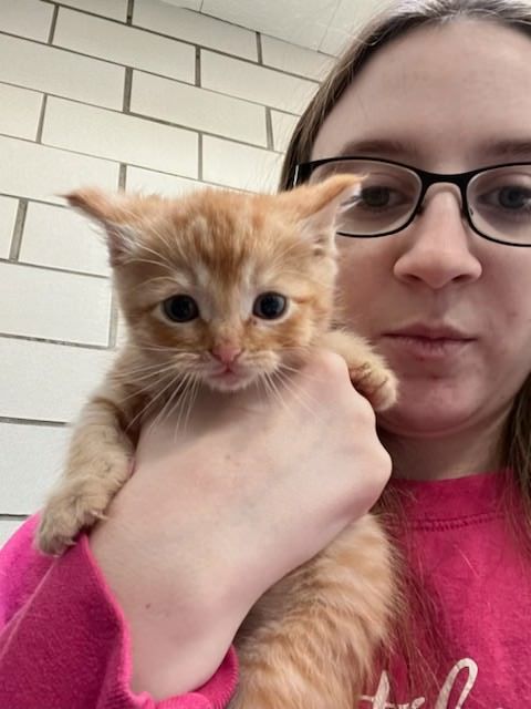 Woman Wearing Glasses Is Holding An Orange Kitten — Columbus, OH — Oakland Park Animal Hospital