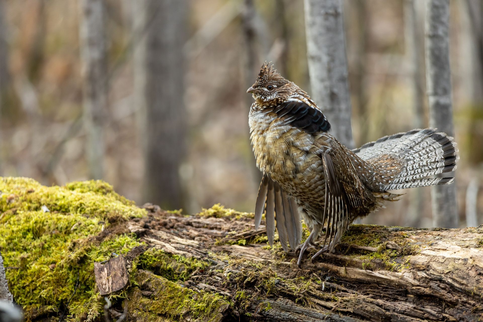 Ruffed grouse on a mossy log with puffed up neck feathers, in a forest setting.