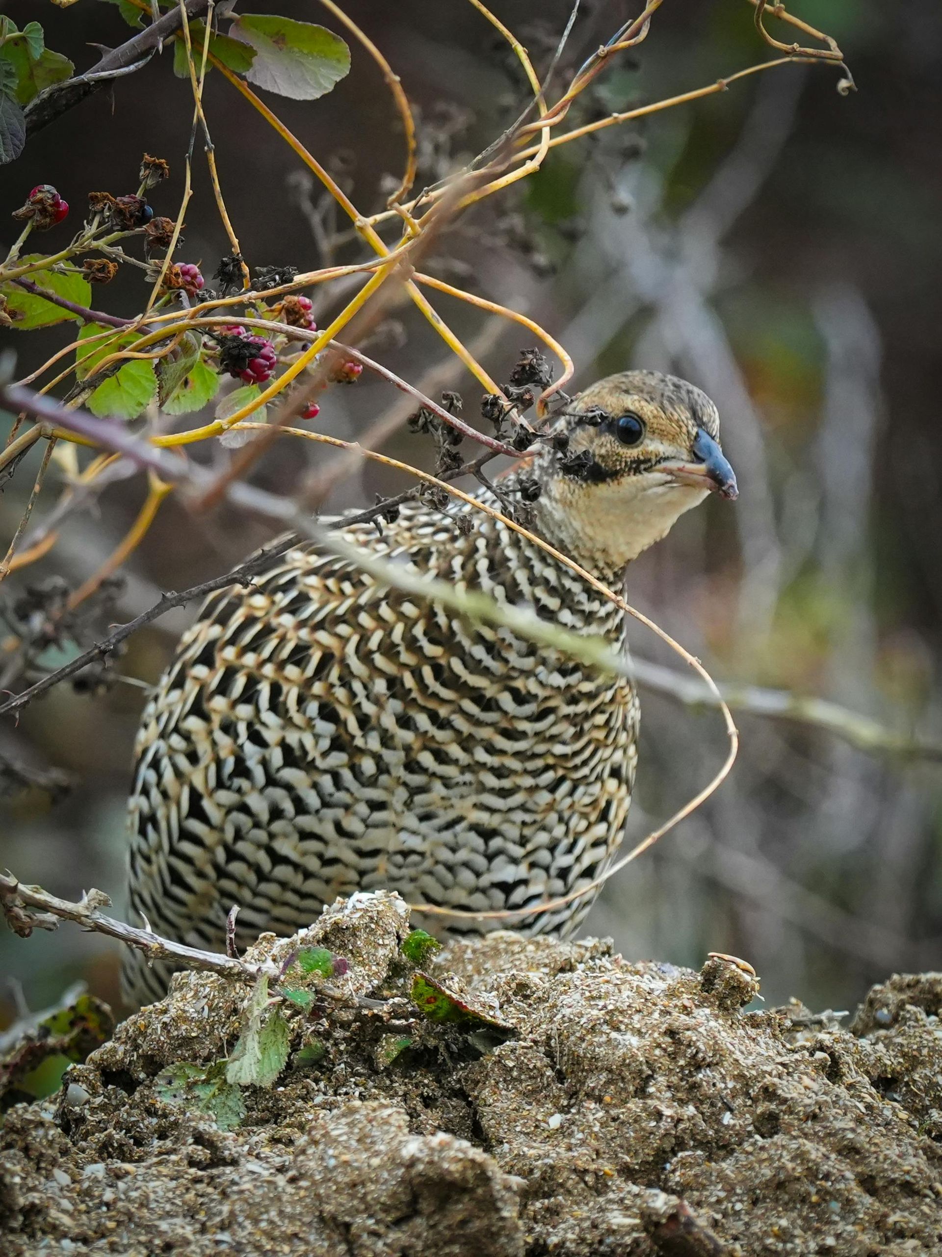 A partridge with mottled brown and cream plumage, perched among branches and berries.