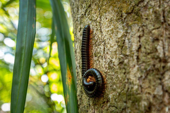 Millipedes— Rochester, NY —  Pro-Tech Exterminating
