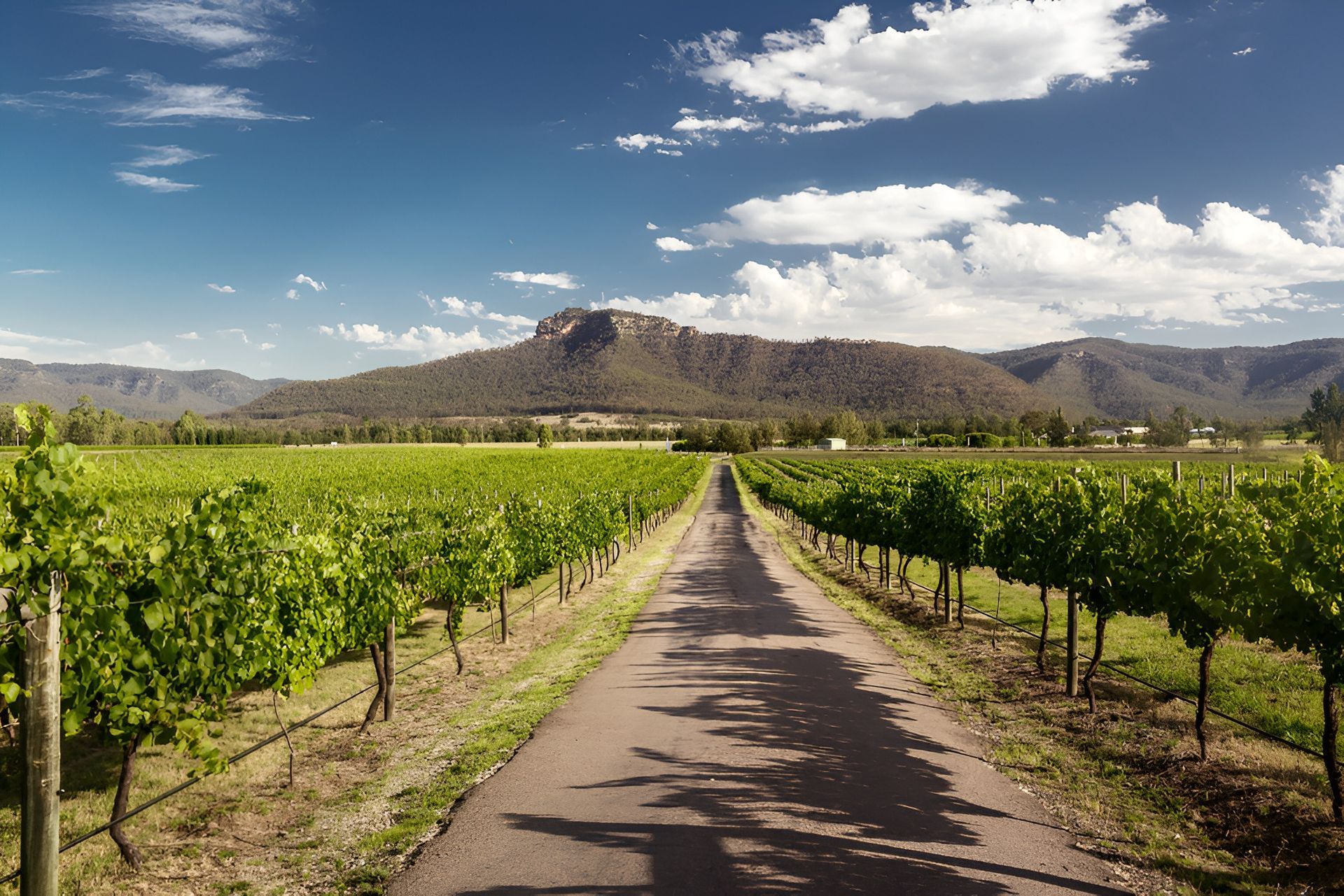 Vineyard With Rows of Green Grapevines — Best Price Towing in Cessnock, NSW