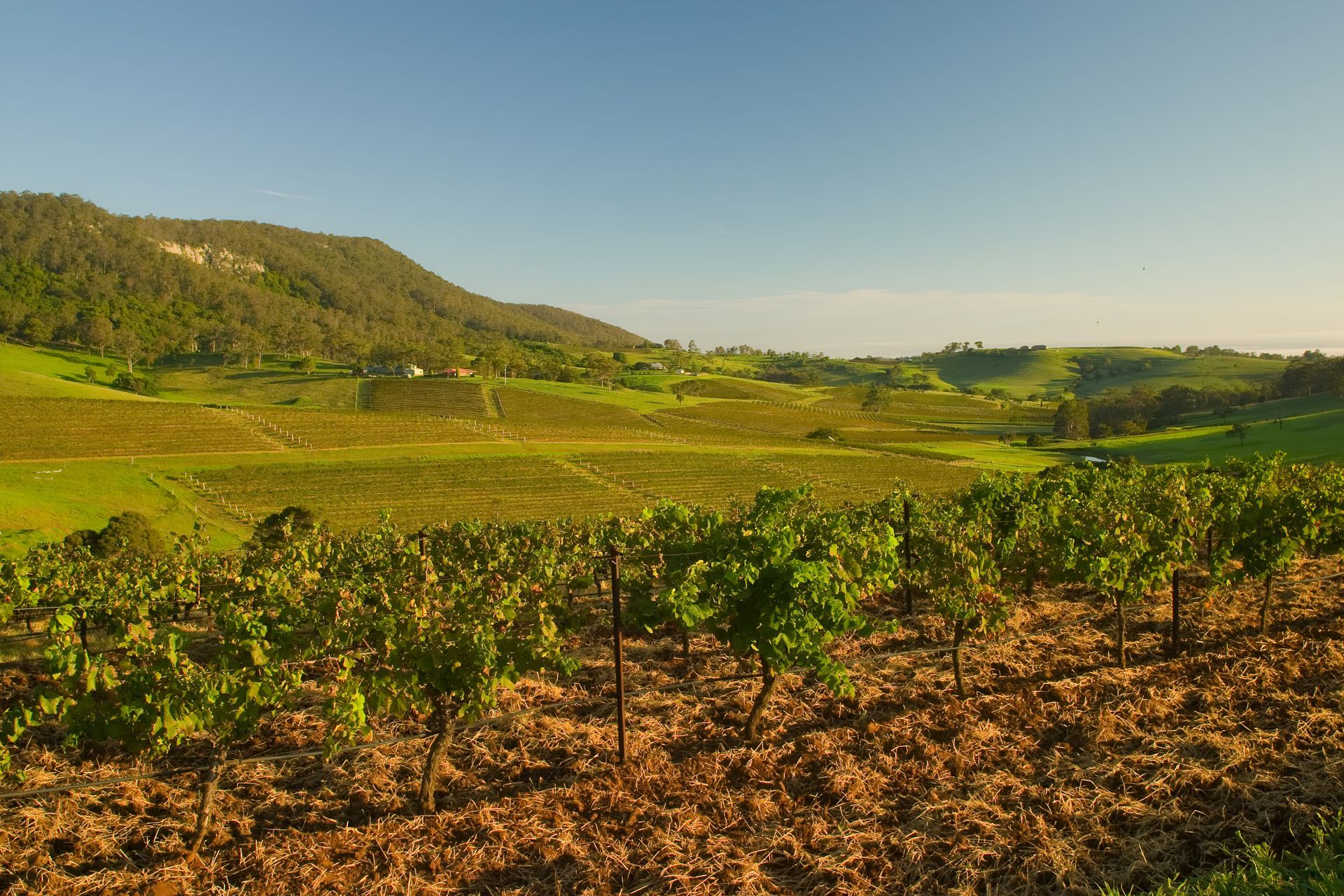 Vineyard in a Valley With Green Fields — Best Price Towing in Cessnock, NSW