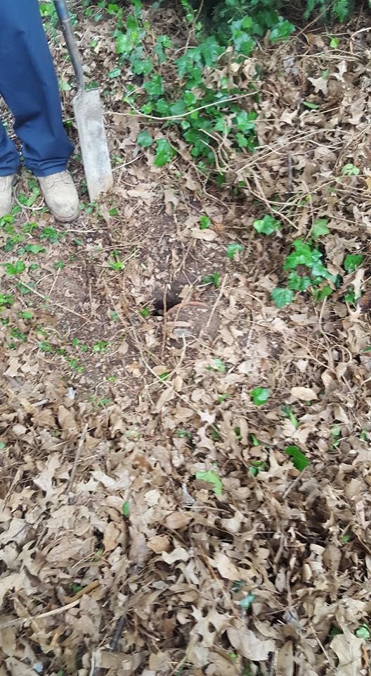 Hole in the ground surrounded by leaves and vegetation; person holding a shovel is visible.