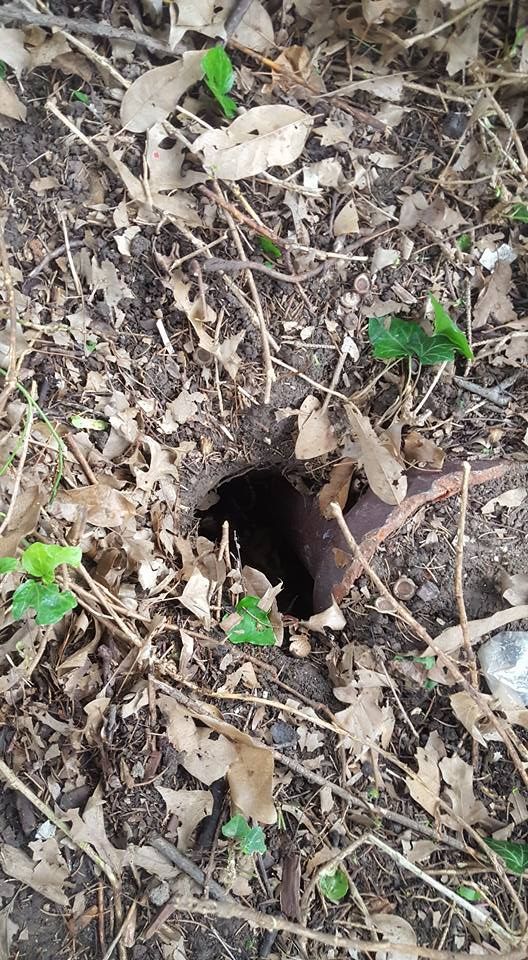 Dark hole in the dirt surrounded by leaves, twigs, and green sprouts.