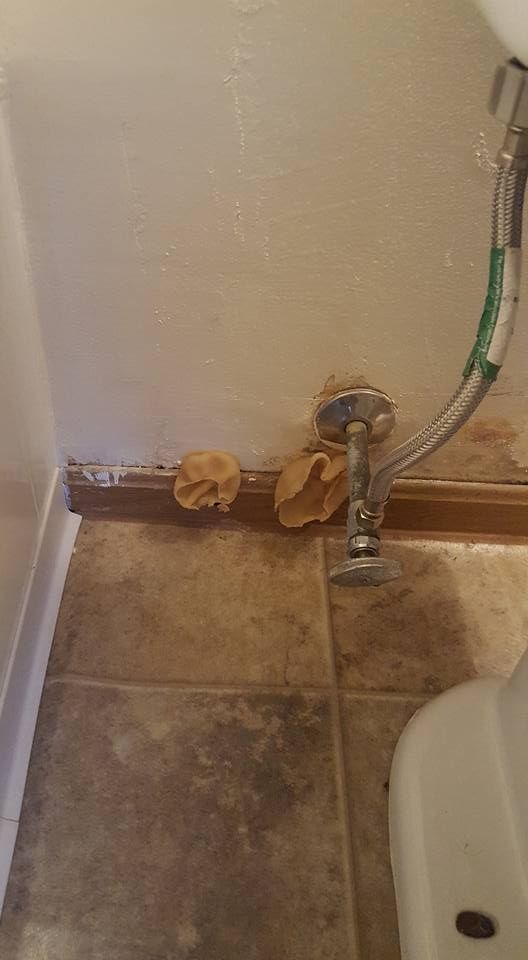 Fungal growth near a toilet base on tile flooring. Brown and white wall with plumbing.