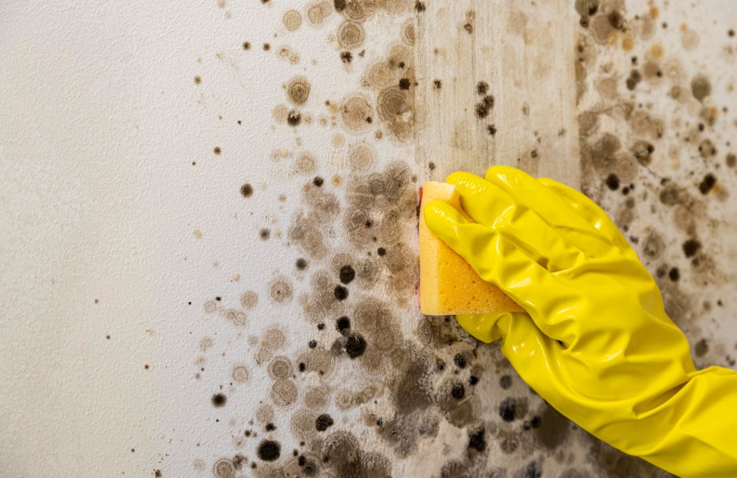 How to Safely Handle Minor Mold Before It Becomes a Problem