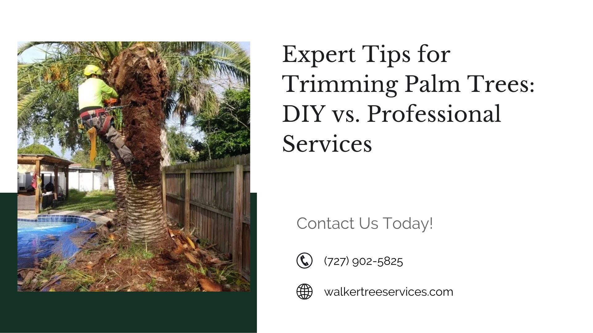 Expert Tips for Trimming Palm Trees DIY vs. Professional Services