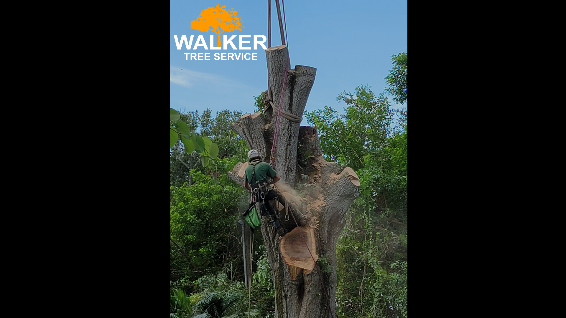 how-to-prune-florida-palm-trees