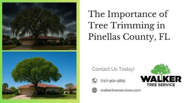 residential tree removal Spring Hill