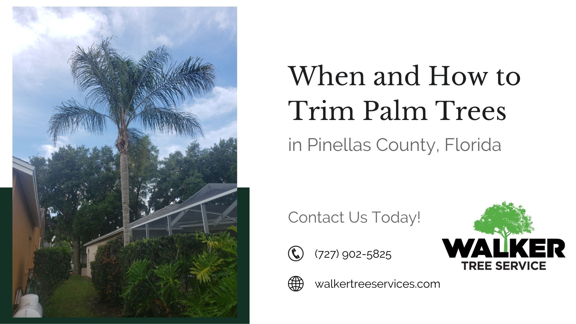 When And How To Trim Palm Trees In Pinellas County Florida when-and-how-to-trim-palm-trees-in-pinellas-county-florida