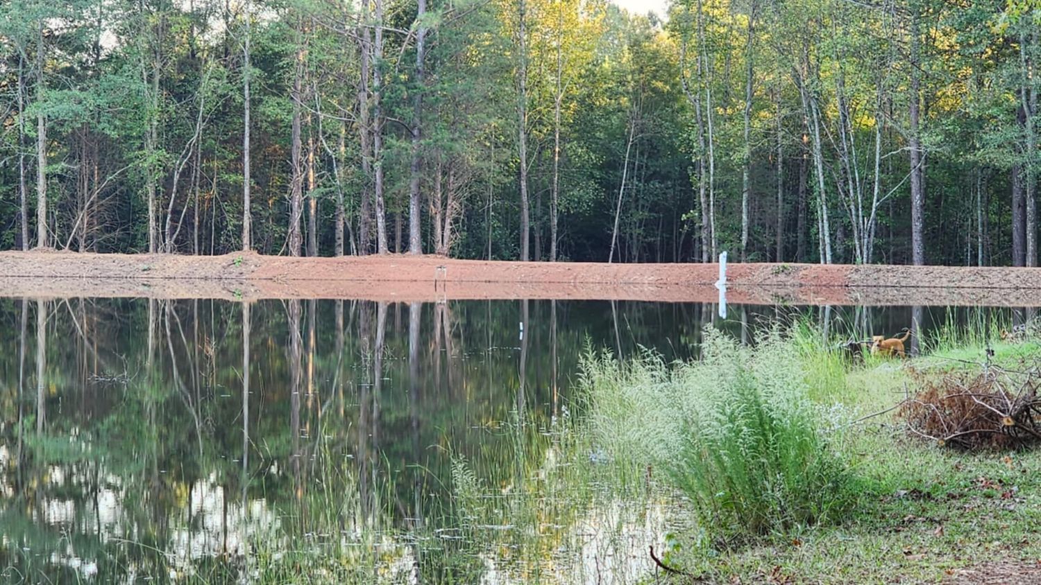 A large body of water surrounded by trees and grass.