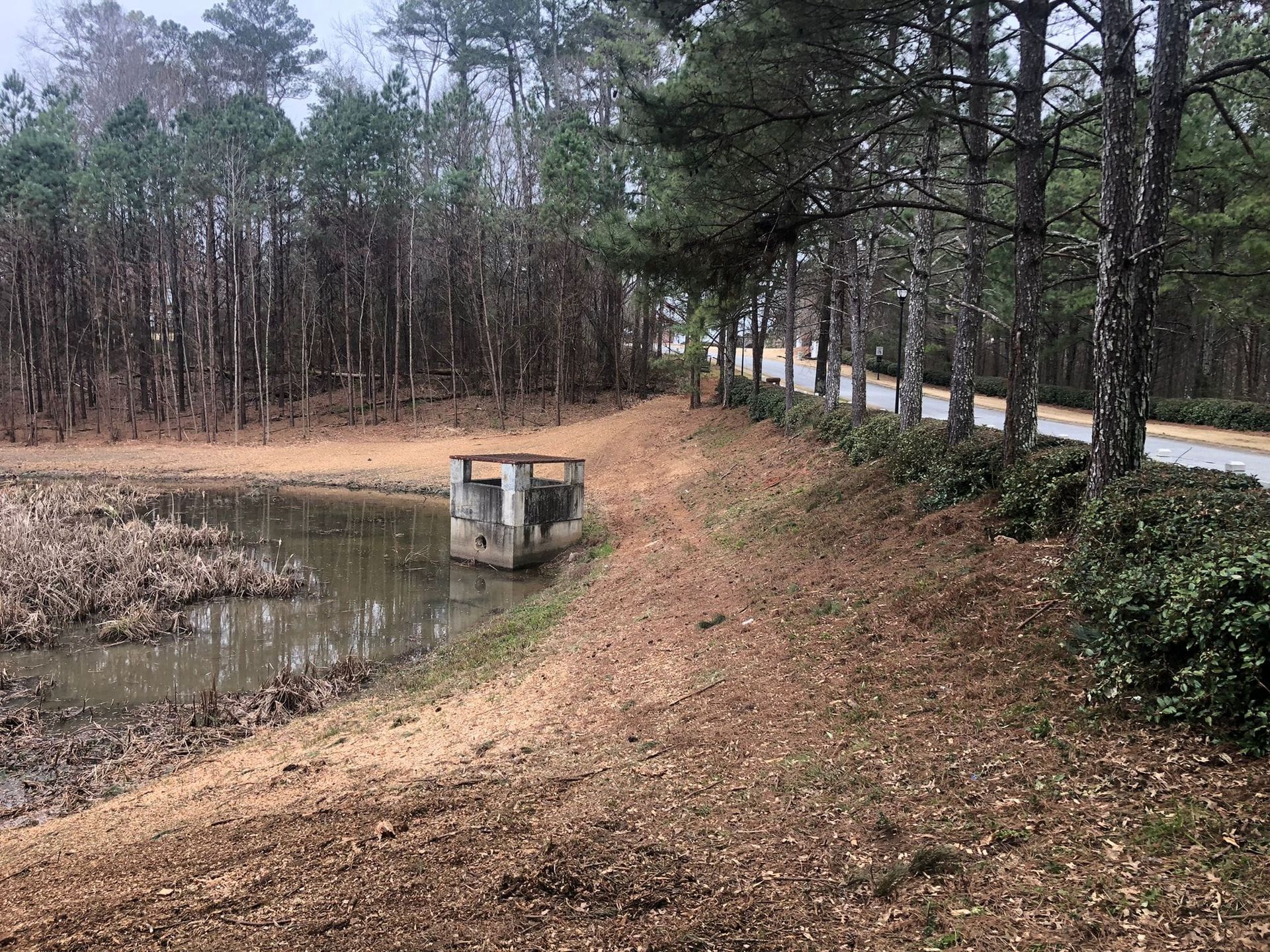 A path leading to a pond in the middle of a forest.