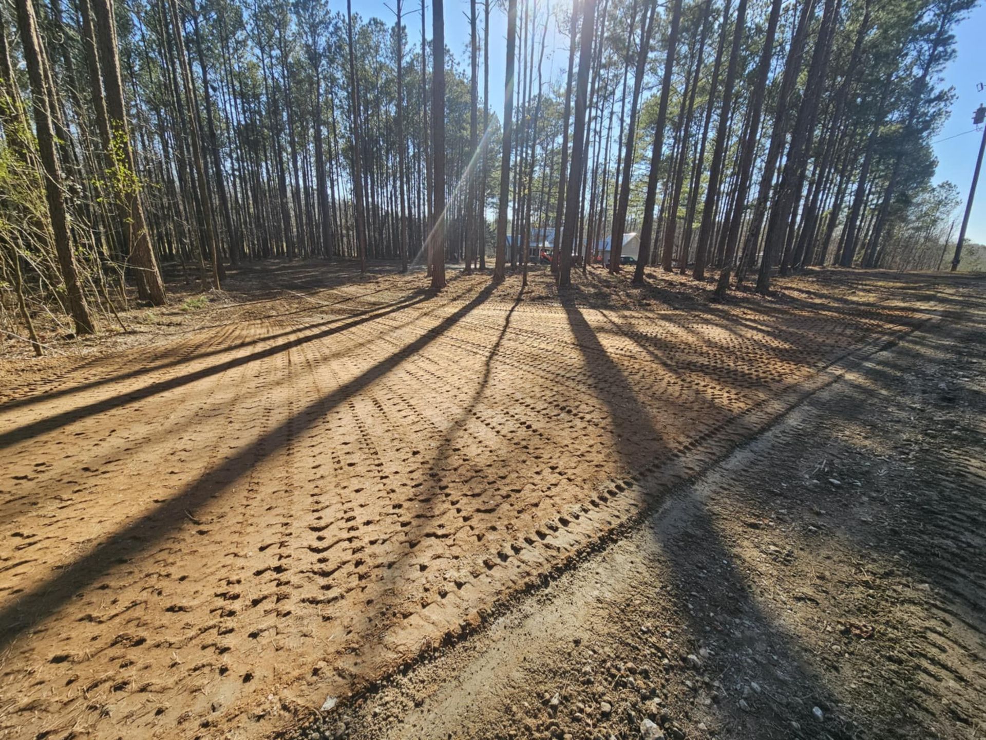 The sun is shining through the trees on a dirt road in the woods.