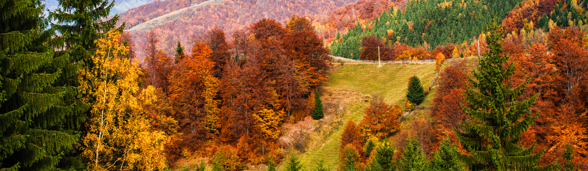 A painting of a forest in autumn with trees changing colors