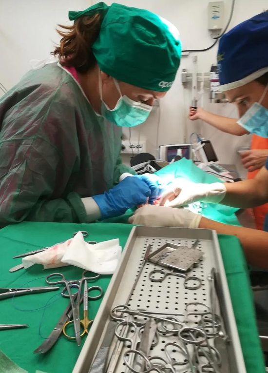 Operazione chirurgica veterinaria