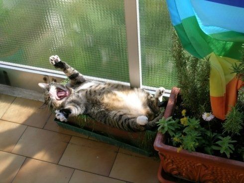Gatto