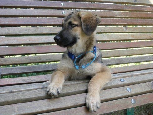 Cucciolo di cane