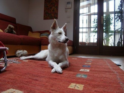 Cane
