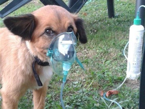 Cane con ossigeno