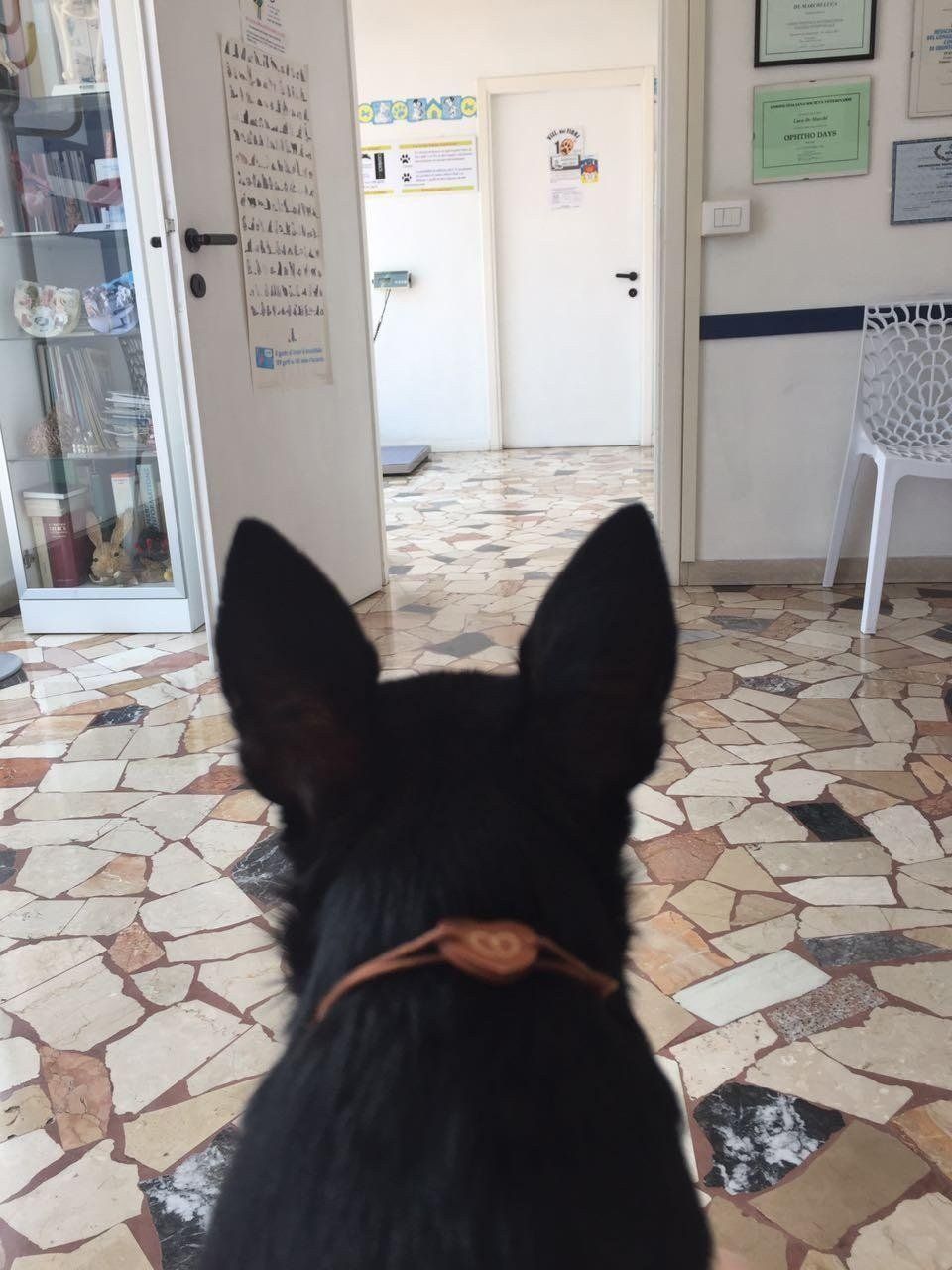 Cane scuro