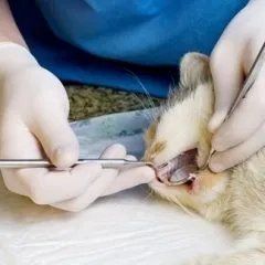 Chirurgia felina