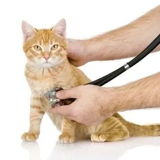 Stetoscopio su gatto